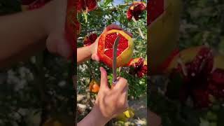 #pomegranate #fruit #anar#juice #nature ##video #travel #love#viralvideo #RoshaniNandi