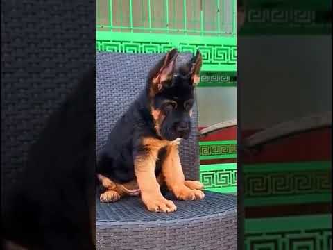 Chinese shepherd pup # shorts