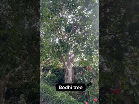 Tropica Plants#Sherman Library  & Gardens#Newport Beach