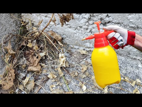 Do THIS once and weeds never come back!