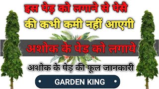 इस पेड़ को घर में लगाने से पैसे की कभी कमी नहीं आएगी. how to grow ashok plant/and cere tips.