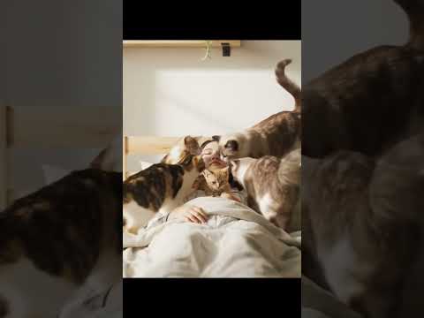 Who Wakes Her First? Animal Alarm Goes Off Again! ⏰🐾#binatanglucu #ตลกมาก #chóhàihước #cat #cute