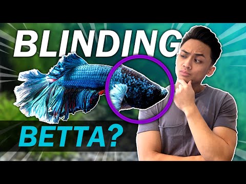 8 FEEDING TIPS FOR BLIND BETTA FISH | Everything You Need to Know about Diamond Eye / Moon Eye
