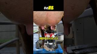 牛の搾乳