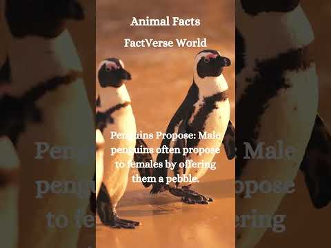 Penguins Love #shorts #animals