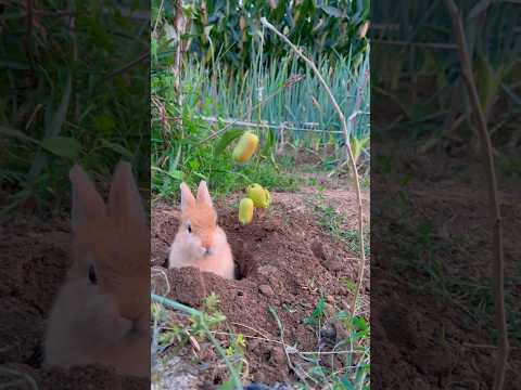 Peekaboo Bunny: Baby Rabbit Emerges for Snack Time! #trending #cute #bunny #shorts #kids