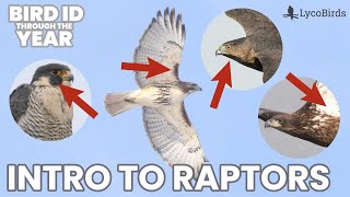 Introduction to Raptor Identification - Hawk, Eagle, and Falcon Shapes