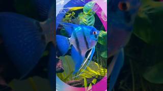 #UnderwaterAngels#AngelfishFishLovers #TropicalBeauty #GracefulSwimmers #AquaDreams #Finspiration