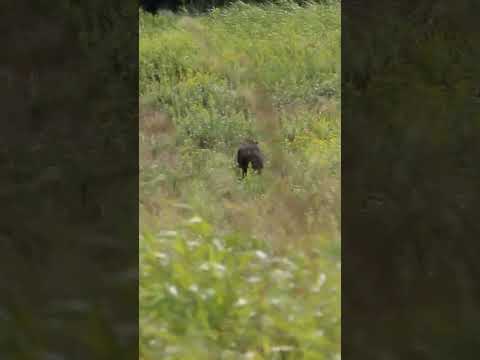 Bear Cub's Post-Nap Jog