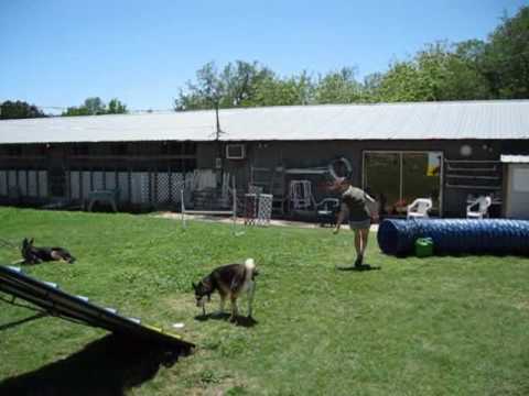 Dog Training 2010