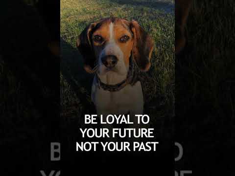 Be loyal to your future Not your Past #inspirationalthoughts #shorts #motivationalquotes #thoughts