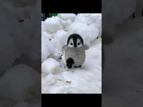 Try to take the first step #cute #adorable #penguin #babyanimals #fluffy #cuteanimal