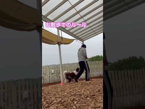 ※説明欄見てね！【お散歩で飼い主様についてきてもらう練習】