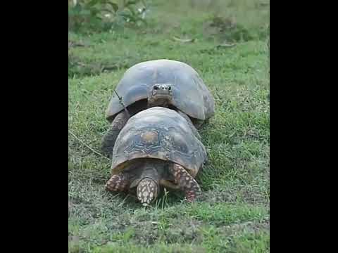 Tortoise #Short #Animals #White animlal