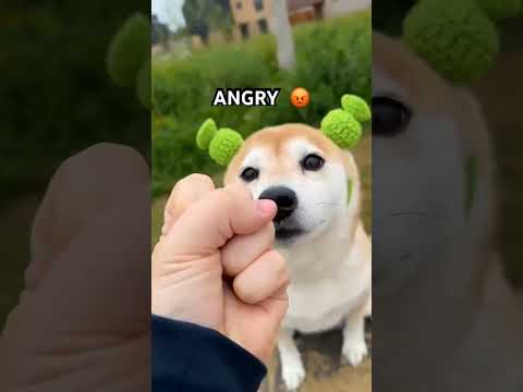 You are so cute it makes me angry(sherik mode)