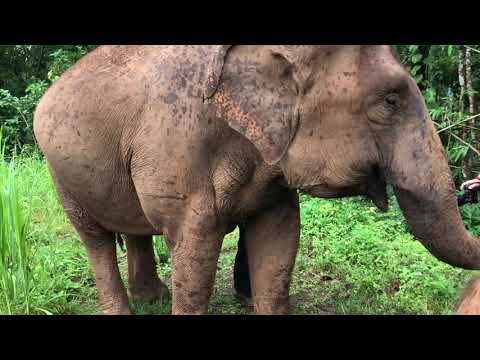 Elephant Sanctuary Thailand - Karen Elephant Serenity - Chang Mai Thailand