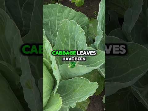 Health Benefits of Cabbage Leaves #tips #gardening #plants #medicinalplants #medicinal #shorts