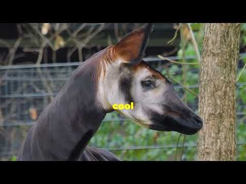 Meet the Okapi: Nature's Striped Enigma!