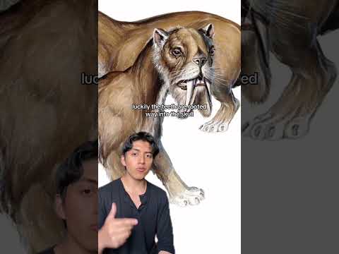 The Weirdest Saber-Tooth #prehistoric #nature #animals #wildlife #cats