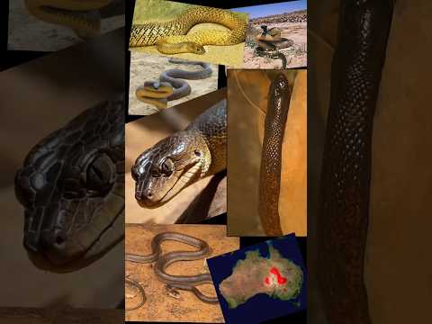 Australian Desert Serpent: The Deadly Shadow of the Outback #shorts #ytshort