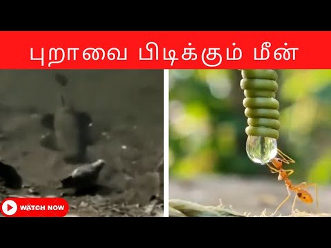புறாவை பிடிக்கும் மீன் ? | முழு வட்ட வானவில்|#tamil #beast #beastmode #tamilstatus #tamilsong