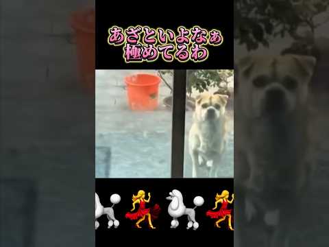 【極めてるわ】#apt #犬 #dance #dog #shorts #comedy