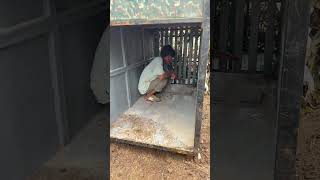 LEOPARD का आतंक खत्म करने वाला पिंजरा 🐆🚨 #indianfarmer #shorts
