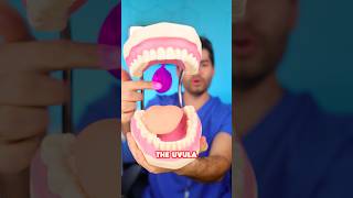 Dentist Explains Uvula !? Learning Hack