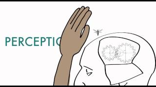 Sensation & Perception: Top-Down & Bottom-Up Processing