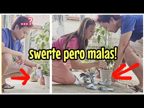 Pera sa halaman | Mahiwagang halaman