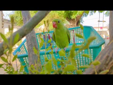 #cute #parrot #birdslover #lovelymithhu #youtubeshorts #ytshorts  #india #viralvideo #viralshorts