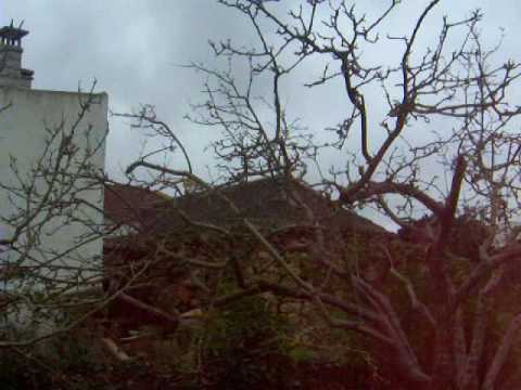 Pruned Neglected Pear Tree