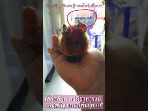 #ให้อาหารหนูขวัญแกสบี้พันธุ์ผสม #คลับหนูขวัญแกสบี้น่ารัก by น้องฟู้ฟู Ep.2