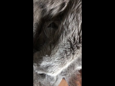 Cat Russian Blue　17　#shorts