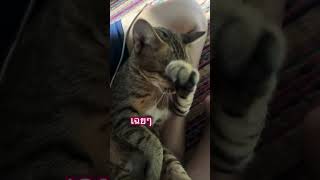 #จนแต่กู #softmoonmusic #long #แมว #cat #แมวส้ม #แมวน่ารัก #pets #cute #แมวเหมียว