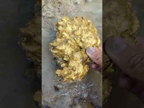 big gold EMBEDDED in the river of a former historic gold mine #goldhunter #gold