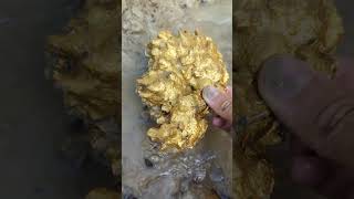 big gold EMBEDDED in the river of a former historic gold mine #goldhunter #gold