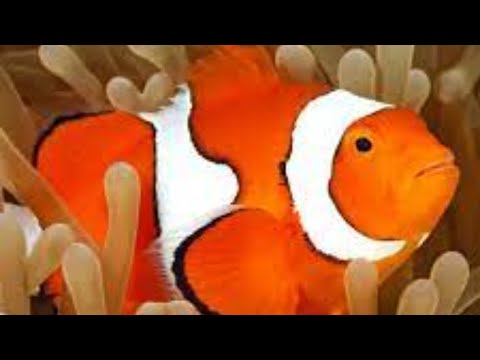 Chill Fish