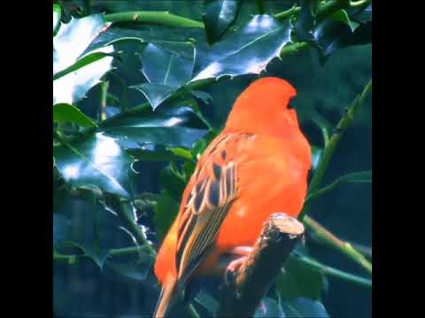 beautiful singer