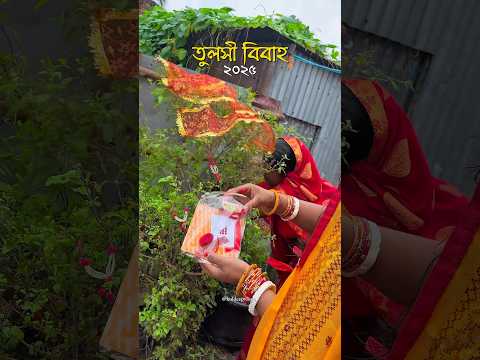 তুলসী বিবাহ 🪴🌸🙏🏼 #tulsivivah #tulsi #tulsipuja #tulsimata #raiganj #raiganjcity #ytshorts #yt