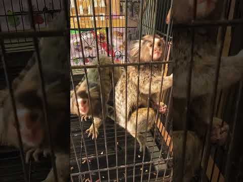 ลิงมาโมเสท (Marmoset) เป็นลิงที่มีขนาดเล็กที่สุดในโลก น่ารักมาก #shorts