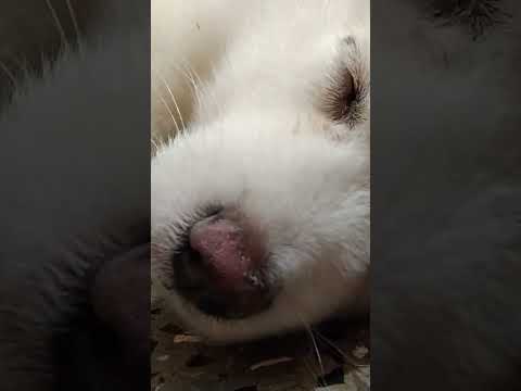 Ghusa Hoke Soo Gaya 😴 #funny #fun #minivlog #simbhavlogs #shortvideo #dogshorts