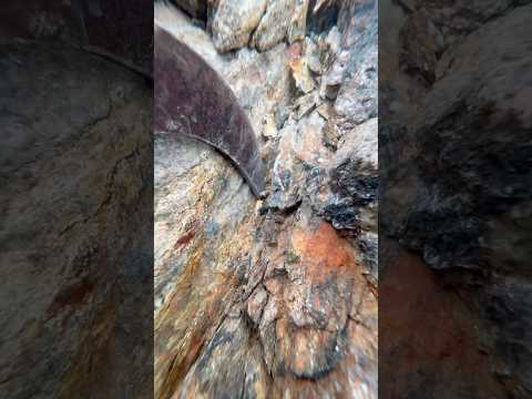 Loads of gold today! More videos to follow 🎥 #goldpanning #goldprospecting #goldnugget