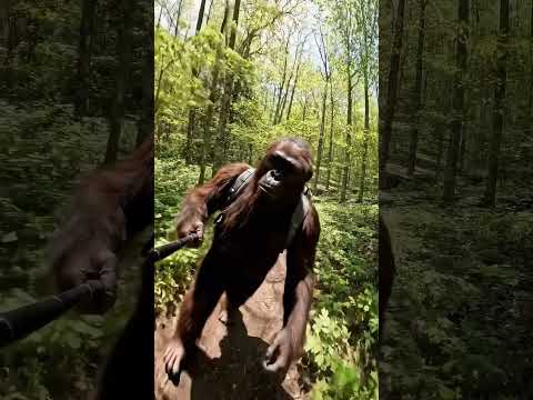 CAN. NOT. WAIT. #funny #selfieaccessories #bigfoot #bigfootai #bigfootvlog #selfiestick #ai #monkey