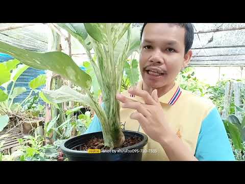 ต้นเทพเศรษฐี Dieffenbachia Rich man