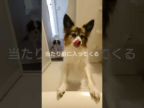 犬を飼うとこうなる #可愛い犬 #パピヨン #犬のいる生活