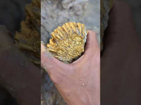 beautiful treasure #goldhunter