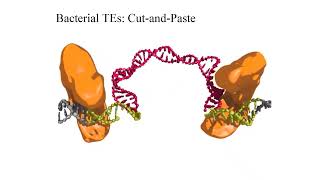 Lecture 11 Transposable Elements | Cut-and-Paste, Retrotransposons, Immune Diversity