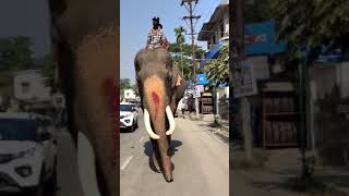 Elephant's Day Out in  Guwahati | Assam | Seen Unseen India | Hathi Mera Saathi