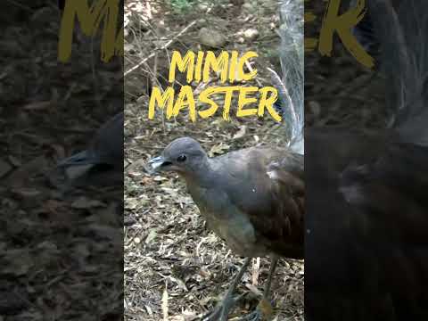 MIMIC ARTIST OF THE 🌏! #birds #birdsounds #nature #mimic #wildlife #wildlifefacts #amazing #shorts